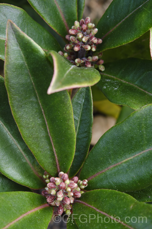 Skimmia japonica subsp. reevesiana (syn. Skimmia reevesiana</i>), a self-fertile hermaphrodite subspecies of an evergreen shrub from China and Japan. Although reevesiana does not produce much pollen, it usually has a reliable crop of bright red berries