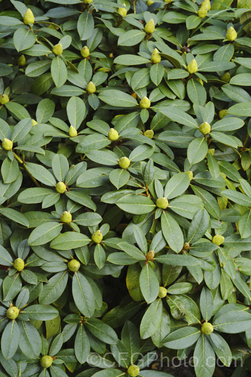 Rhododendron 'Parisienne' (<i>Rhododendron valentianum x Rhododendron burmanicum</i>), an early-flowering hybrid with bronze foliage. Raised by Rothschild in 1947, it was among the first yellow-flowered hybrids and in common with many of these it lacks hardiness. The modern form of 'Parisienne' is more compact than the original cultivar and is sometimes called 'Parisienne. Improved', though as it has largely replaced the earlier form this distinction is hardly necessary