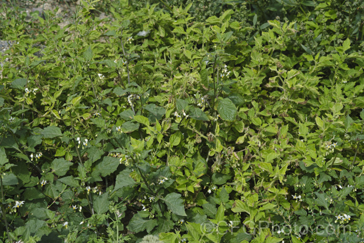 Two similar weedy nightshades that are now widely distributed and can often be seen growing together: the dark-leafed. Black Nightshade or Common Nightshade (<i>Solanum nigrum</i>) and the lighter, downy leafed. Velvety Nightshade (<i>Solanum chenopodioides</i>). solanum-2141htm'>Solanum. Order: Solanales</a>