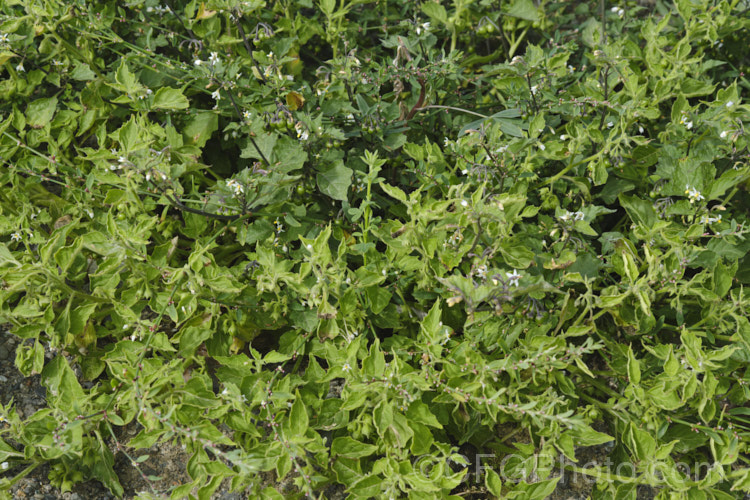 Two similar weedy nightshades that are now widely distributed and can often be seen growing together: the dark-leafed. Black Nightshade or Common Nightshade (<i>Solanum nigrum</i>) and the lighter, downy leafed. Velvety Nightshade (<i>Solanum chenopodioides</i>). solanum-2141htm'>Solanum. Order: Solanales</a>