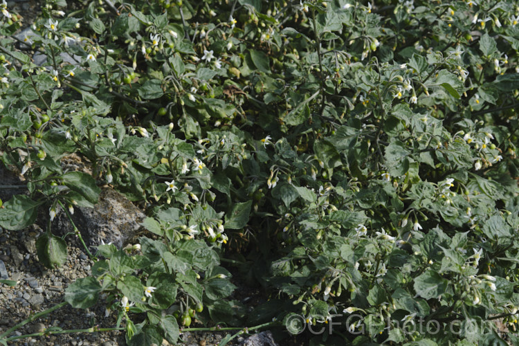 Black Nightshade or Common Nightshade (<i>Solanum nigrum</i>), a widespread shrubby weed originally native to Eurasia but now naturalised through most of the temperate zones. Its white flowers are followed by rounded black or yellow berries that are toxic, but which should not be confused with Deadly. Nightshade (<i>Atropa belladonna</i>). solanum-2141htm'>Solanum. Order: Solanales</a>