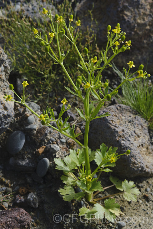 Celery-leaved Buttercup or Cursed. Crowfoot (<i>Ranunculus scleratus</i>), an upright, 30-50cm tall, summer-flowering annual with foliage and stems that resemble celery, which sometimes leads people to eat it, which is a serious error, as it is toxic and will also cause blistering of the lips and mouth. Originally native to Eurasia and Africa, it is now a widespread weed, preferring damp soil. Order: Ranunculales, Family: Ranunculaceae Order: Ranunculales</a>