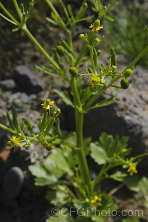 Celery-leaved Buttercup or Cursed. Crowfoot (<i>Ranunculus scleratus</i>), an upright, 30-50cm tall, summer-flowering annual with foliage and stems that resemble celery, which sometimes leads people to eat it, which is a serious error, as it is toxic and will also cause blistering of the lips and mouth. Originally native to Eurasia and Africa, it is now a widespread weed, preferring damp soil. Order: Ranunculales, Family: Ranunculaceae Order: Ranunculales</a>