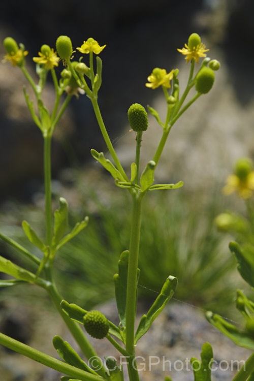 Celery-leaved Buttercup or Cursed. Crowfoot (<i>Ranunculus scleratus</i>), an upright, 30-50cm tall, summer-flowering annual with foliage and stems that resemble celery, which sometimes leads people to eat it, which is a serious error, as it is toxic and will also cause blistering of the lips and mouth. Originally native to Eurasia and Africa, it is now a widespread weed, preferring damp soil. Order: Ranunculales, Family: Ranunculaceae Order: Ranunculales</a>