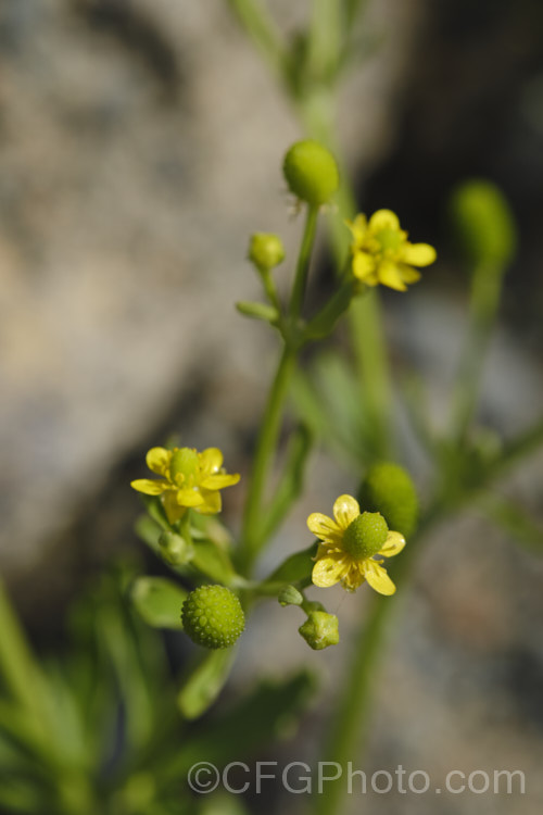 Celery-leaved Buttercup or Cursed. Crowfoot (<i>Ranunculus scleratus</i>), an upright, 30-50cm tall, summer-flowering annual with foliage and stems that resemble celery, which sometimes leads people to eat it, which is a serious error, as it is toxic and will also cause blistering of the lips and mouth. Originally native to Eurasia and Africa, it is now a widespread weed, preferring damp soil. Order: Ranunculales, Family: Ranunculaceae Order: Ranunculales</a>