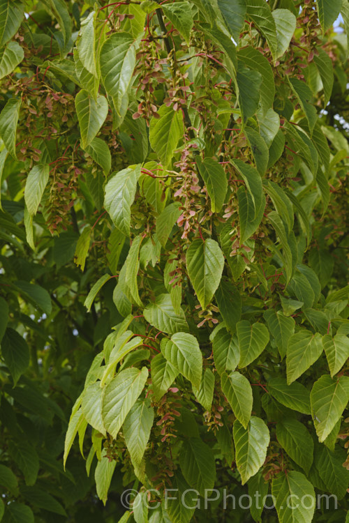 <i>Acer capillipes</i> with mature samara. This 10-13m tall deciduous tree is native to Japan. It has pale-striped, green bark and is therefore commonly known as one of the snakebark maples. The stems are red-tinted when young and the petioles are also reddish, with the whole leaf developing gold to red tones in autumn. Order: Sapindales, Family: Sapindaceae