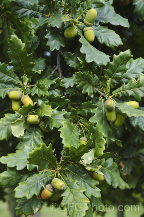 Mongolian Oak (<i>Quercus mongolica</i>) with mature acorns. This very frost hardy, deciduous tree is native to Japan, Korea, Mongolia and neighbouring areas of China and Siberia. It can grow to as much as 30m tall, though 18m is the norm, an it has a broad and dense crown. Order: Fagales, Family: Fagaceae Order: Fagales</a>