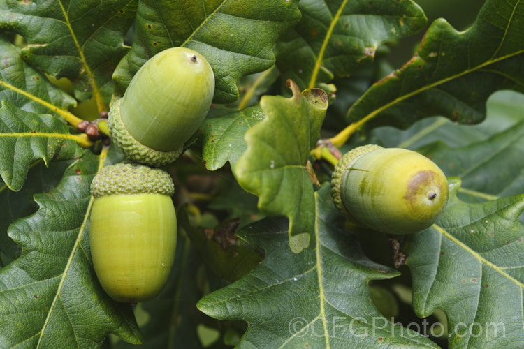 Mongolian Oak (<i>Quercus mongolica</i>) with mature acorns. This very frost hardy, deciduous tree is native to Japan, Korea, Mongolia and neighbouring areas of China and Siberia. It can grow to as much as 30m tall, though 18m is the norm, an it has a broad and dense crown. Order: Fagales, Family: Fagaceae Order: Fagales</a>