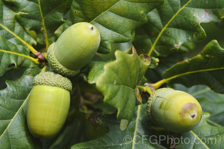 Mongolian Oak (<i>Quercus mongolica</i>) with mature acorns. This very frost hardy, deciduous tree is native to Japan, Korea, Mongolia and neighbouring areas of China and Siberia. It can grow to as much as 30m tall, though 18m is the norm, an it has a broad and dense crown. Order: Fagales, Family: Fagaceae Order: Fagales</a>