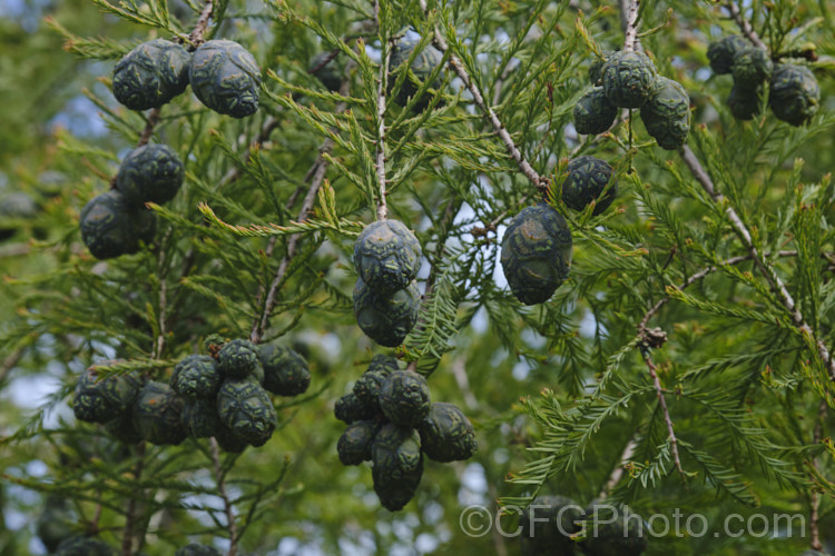 Swamp Cypress or Bald. Cypress (<i>Taxodium distichum</i>) with maturing cones. One of the few deciduous conifers and capable of growing in shallow water, this species is native to the southeast United States. taxodium-2129htm'>Taxodium. Order: Pinales, Family: Cupressaceae Order: Pinales</a>