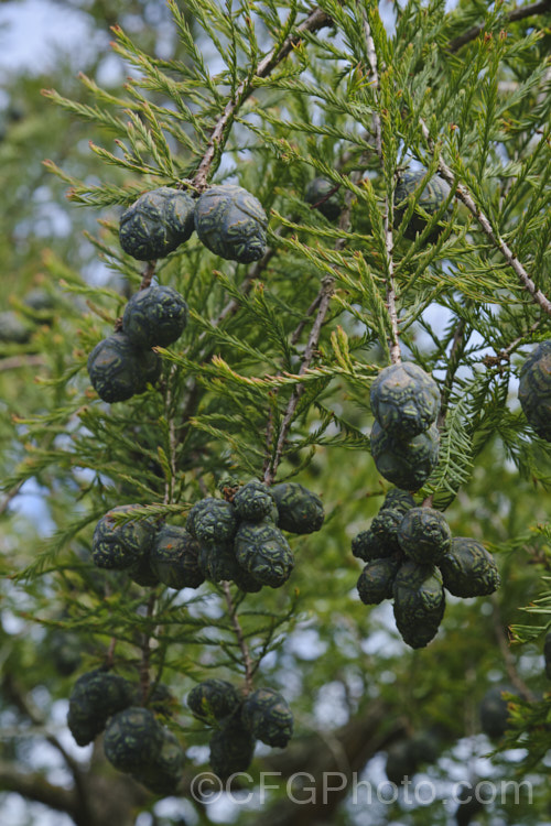 Swamp Cypress or Bald. Cypress (<i>Taxodium distichum</i>) with maturing cones. One of the few deciduous conifers and capable of growing in shallow water, this species is native to the southeast United States. taxodium-2129htm'>Taxodium. Order: Pinales, Family: Cupressaceae Order: Pinales</a>