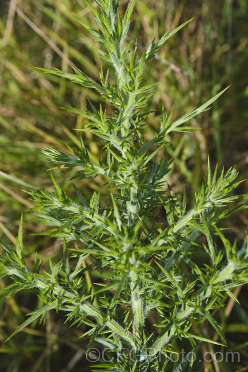 The fierce stems of Gorse or Furze (<i>Ulex europaeus</i>), a mainly spring-flowering, usually leafless and very thorny leguminous shrub native to western Europe. Its fragrant, golden yellow flowers are attractive, but gorse is invasive and has become a weed in many parts of the world. In New Zealand it was imported for farm hedging, but has run rampant through most of the country. ulex-2750htm'>Ulex. Order: Fabales, Family: Fabaceae . Order: Fabales</a>