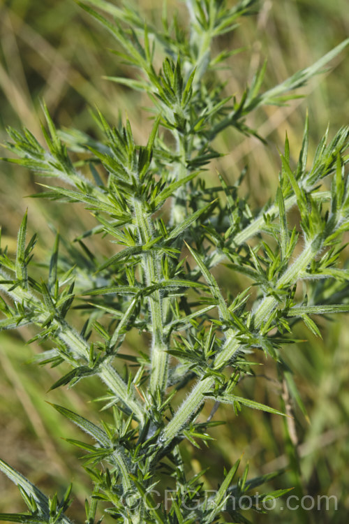 The fierce stems of Gorse or Furze (<i>Ulex europaeus</i>), a mainly spring-flowering, usually leafless and very thorny leguminous shrub native to western Europe. Its fragrant, golden yellow flowers are attractive, but gorse is invasive and has become a weed in many parts of the world. In New Zealand it was imported for farm hedging, but has run rampant through most of the country. ulex-2750htm'>Ulex. Order: Fabales, Family: Fabaceae . Order: Fabales</a>