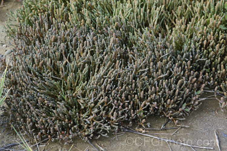 Beaded. Samphire or Beaded. Glasswort (<i>Sarcocornia quinqueflora [syn. Salicornia australis]), a carpeting coastal perennial or subshrub native to Australia and New Zealand It is notable for its ability to survive in salt-saturated soils. In sheltered places it can grow to 50cm tall but is usually kept much shorter by constant exposure to coastal winds. sarcocornia-3280htm'>Sarcocornia. Order: Caryophyllales, Family: Amaranthaceae Order: Caryophyllales</a>