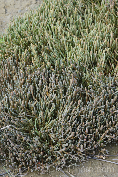 Beaded. Samphire or Beaded. Glasswort (<i>Sarcocornia quinqueflora [syn. Salicornia australis]), a carpeting coastal perennial or subshrub native to Australia and New Zealand It is notable for its ability to survive in salt-saturated soils. In sheltered places it can grow to 50cm tall but is usually kept much shorter by constant exposure to coastal winds. sarcocornia-3280htm'>Sarcocornia. Order: Caryophyllales, Family: Amaranthaceae Order: Caryophyllales</a>