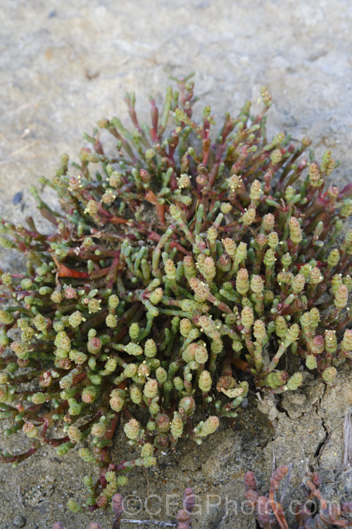 Beaded. Samphire or Beaded. Glasswort (<i>Sarcocornia quinqueflora [syn. Salicornia australis]), a carpeting coastal perennial or subshrub native to Australia and New Zealand It is notable for its ability to survive in salt-saturated soils. In sheltered places it can grow to 50cm tall but is usually kept much shorter by constant exposure to coastal winds. sarcocornia-3280htm'>Sarcocornia. Order: Caryophyllales, Family: Amaranthaceae Order: Caryophyllales</a>