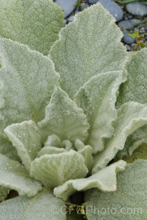 The heavily felted foliage of a first year foliage rosette of Aaron's Rod (<i>Verbascum thapsus</i>), a Eurasian biennial that in its second year develops a flower spike up to 2m tall It has become widely naturalised and is now considered an invasive weed in many areas, though as it tends to thrive only on poor ground, it is usually tolerated. verbascum-3385htm'>Verbascum. <a href='scrophulariaceae-plant-family-photoshtml'>Scrophulariaceae</a>. Order: Lamiales</a>