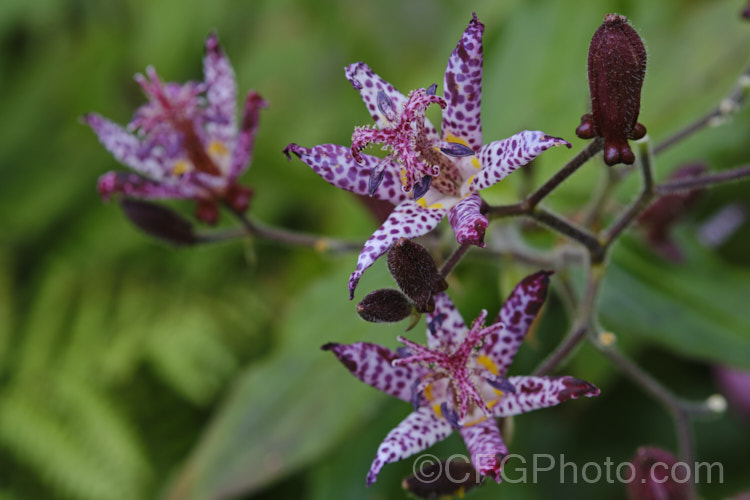 Tricyrtis formosana, a Toad. Lily native to Taiwan. Toad lilies are sprawling autumn-flowering perennials native to temperate. East Asia. Tricyrtis formosana can reach 12m high and up to 2m wide and its somewhat downy foliage remains deep green further into autumn than that of most species. tricyrtis-2303htm'>Tricyrtis. <a href='liliaceae-plant-family-photoshtml'>Liliaceae</a>. Order: Liliales</a>