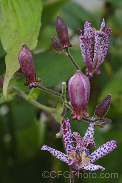 Tricyrtis formosana, a Toad. Lily native to Taiwan. Toad lilies are sprawling autumn-flowering perennials native to temperate. East Asia. Tricyrtis formosana can reach 12m high and up to 2m wide and its somewhat downy foliage remains deep green further into autumn than that of most species. tricyrtis-2303htm'>Tricyrtis. <a href='liliaceae-plant-family-photoshtml'>Liliaceae</a>. Order: Liliales</a>