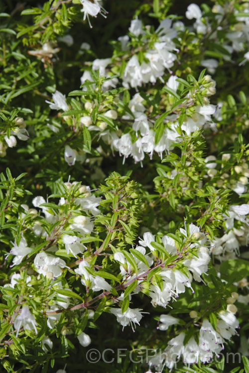 Creeping Savory (<i>Satureja spicigera</i>), an aromatic perennial found in western Asia, from the Caucasus to Iran. It produces small pink flowers in summer but is mainly grown for its foliage, which is used as a culinary herb. It is around 15cm high in flower and can forma clump up to 75cm wide. satureja-3284htm'>Satureja. Order: Lamiales</a>