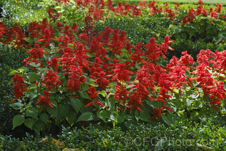 Scarlet Sage (<i>Salvia splendens</i>), a widely cultivated Brazilian annual or short-lived perennial with vivid orange-red to scarlet flowers. The species grows to around 1m tall but there are many smaller cultivars. This is 'Scarlet Pygmy', which is long-flowering and around 30cm tall in bloom. Order: Lamiales, Family: Lamiaceae