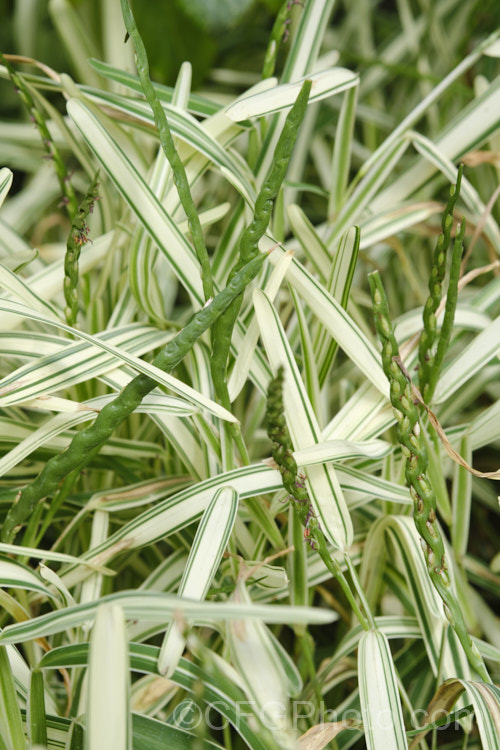 Variegated Buffalo. Grass or St. Augustine. Grass (<i>Stenotaphrum secundatum 'Variegatum'), a cultivar of a vigorously spreading 30cm tall grass found in tropical America, West Africa and the PacificIslands. This image shows the unusual flattened flower stems, on which each of the flowers is held in a small pocket. Order: Poales, Family: Poaceae Order: Poales</a>