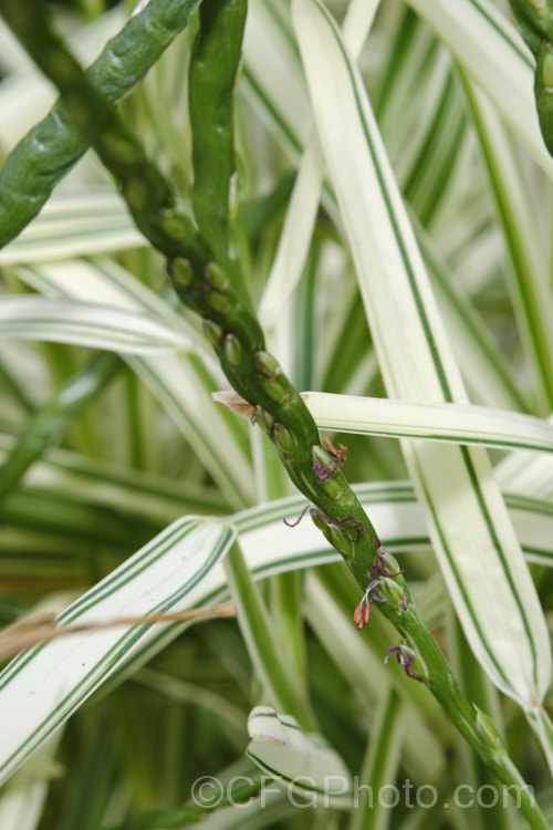 Variegated Buffalo. Grass or St. Augustine. Grass (<i>Stenotaphrum secundatum 'Variegatum'), a cultivar of a vigorously spreading 30cm tall grass found in tropical America, West Africa and the PacificIslands. This image shows the unusual flattened flower stems, on which each of the flowers is held in a small pocket. Order: Poales, Family: Poaceae Order: Poales</a>
