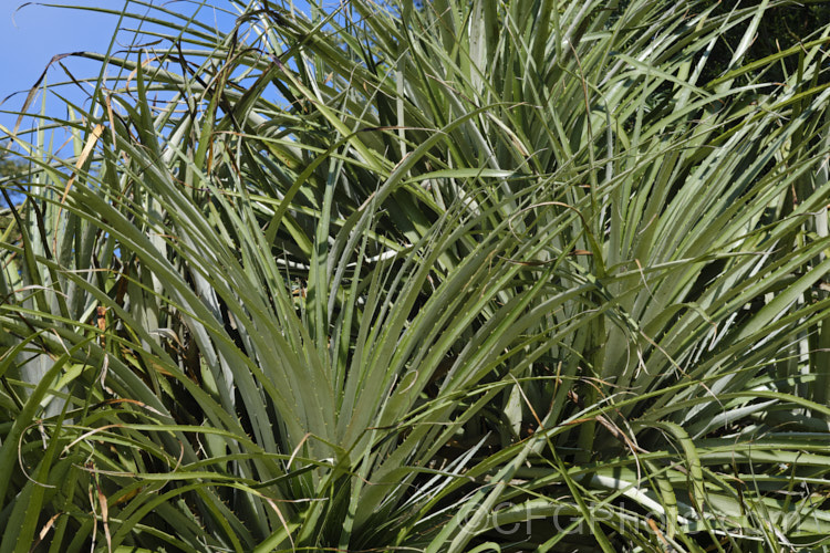 The foliage of Puya berteroniana, a spectacularly coloured summer-flowering bromeliad native to central Chile. The flower spikes can grow to over 4m tall Most cultivated plants labelled. Puya alpestris are actually this species