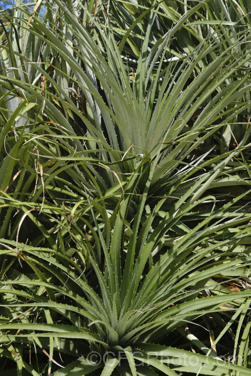 The foliage of Puya berteroniana, a spectacularly coloured summer-flowering bromeliad native to central Chile. The flower spikes can grow to over 4m tall Most cultivated plants labelled. Puya alpestris are actually this species