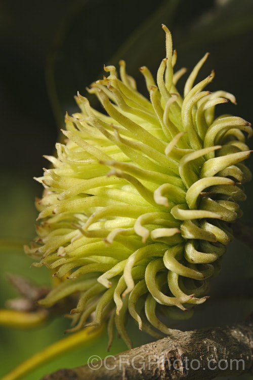 The distinctive acorn cup of Chinese Cork. Oak or Oriental Oak (<i>Quercus variabilis</i>), a round-headed deciduous oak to 25m tall, found in China, Japan and Korea. The bristly-cupped acorns take around 18 months to mature