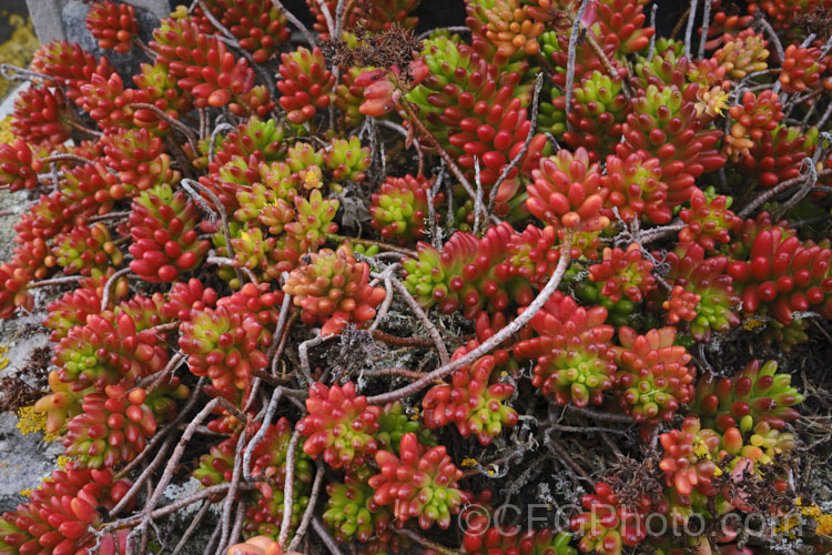 Jelly Bean Plant (<i>Sedum rubrotinctum</i>), a low, spreading, very fleshy leaved succulent native to California and Mexico. It leaves colour brightly in full sun, developing red and orange tones, which together with their shape and size give the plant its common name. The sprays of small yellow flowers appear mainly in spring. sedum-2492htm'>Sedum. <a href='crassulaceae-plant-family-photoshtml'>Crassulaceae</a>. Order: Saxifragales</a>