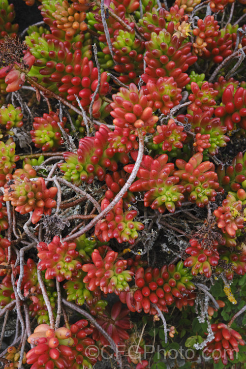 Jelly Bean Plant (<i>Sedum rubrotinctum</i>), a low, spreading, very fleshy leaved succulent native to California and Mexico. It leaves colour brightly in full sun, developing red and orange tones, which together with their shape and size give the plant its common name. The sprays of small yellow flowers appear mainly in spring. sedum-2492htm'>Sedum. <a href='crassulaceae-plant-family-photoshtml'>Crassulaceae</a>. Order: Saxifragales</a>