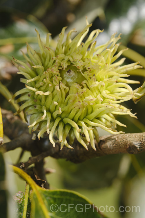A maturing acorn of the Chinese Cork. Oak or Oriental Oak (<i>Quercus variabilis</i>), a round-headed deciduous oak to 25m tall, found in China, Japan and Korea. The bristly-cupped acorns take around 18 months to mature