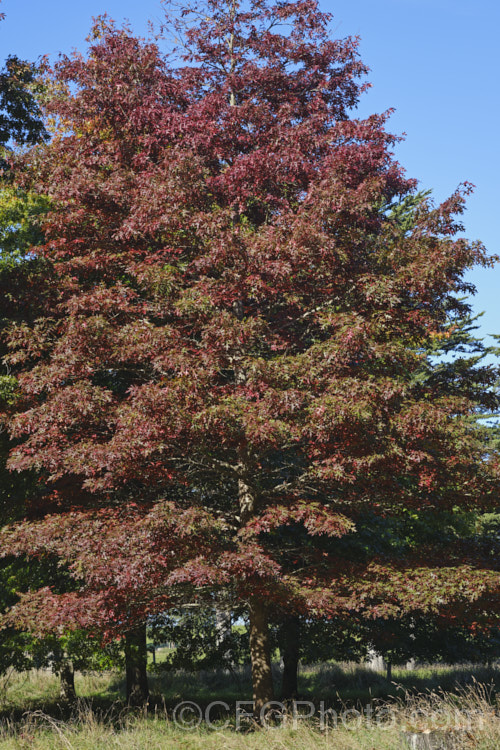 Pin Oak (<i>Quercus palustris</i>), a 20-35m tall deciduous tree native to northeast. North America. This species has a columnar habit and often colours well in autumn, turning deep red. It can be distinguished from the similar. Scarlet Oak (<i>Quercus coccinea</i>), by its small acorns, minute tufts of hairs in the forks of the veins on the undersides of its leaves and usually narrower, asymmetrical basal foliage lobes. Order: Fagales, Family: Fagaceae Order: Fagales</a>