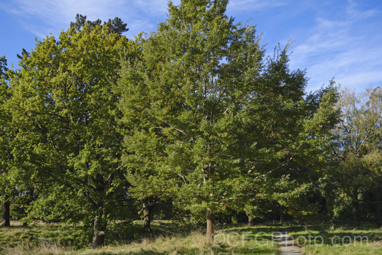 English or Common Oak (<i>Quercus robur - left</i>) with Turkey Oak (<i>Quercus cerris - right</i>) in early autumn. While the range of these two. European species does overlap and they do seem to be capable of hybridising, this does not appear to happen often. Neither species develop spectacular autumn colour, the leaves just dry and brown before falling. Order: Fagales, Family: Fagaceae Order: Fagales</a>