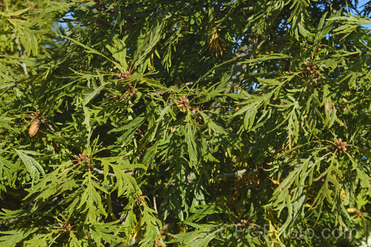 Cutleaf Oak (<i>Quercus robur 'Filicifolia' [syn 'Asplenifolia']), a cultivar of the English Oak in which the leaf lobes are very narrow and extend almost to the midrib, broadening at the base 'Pectinata' is a similar cultivar