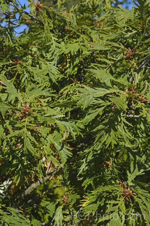 Cutleaf Oak (<i>Quercus robur 'Filicifolia' [syn 'Asplenifolia']), a cultivar of the English Oak in which the leaf lobes are very narrow and extend almost to the midrib, broadening at the base 'Pectinata' is a similar cultivar