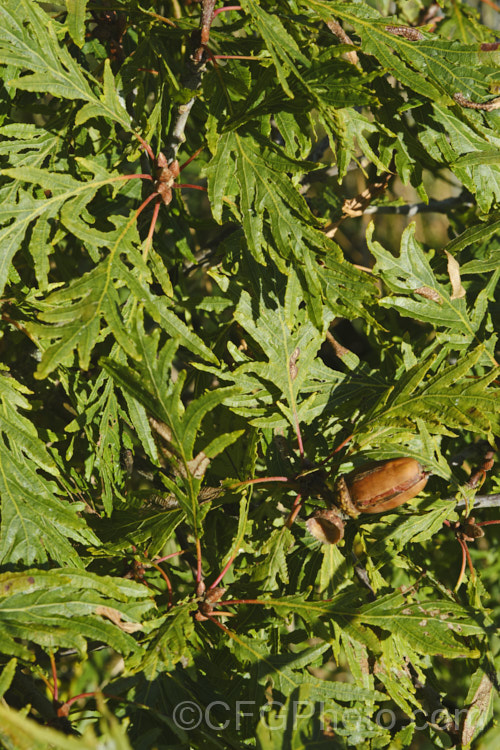 Cutleaf Oak (<i>Quercus robur 'Filicifolia' [syn 'Asplenifolia']), a cultivar of the English Oak in which the leaf lobes are very narrow and extend almost to the midrib, broadening at the base 'Pectinata' is a similar cultivar