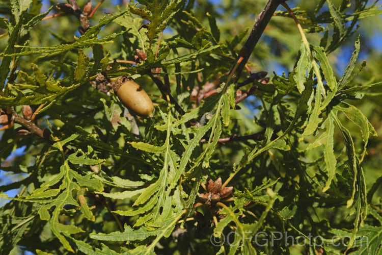 Cutleaf Oak (<i>Quercus robur 'Filicifolia' [syn 'Asplenifolia']), a cultivar of the English Oak in which the leaf lobes are very narrow and extend almost to the midrib, broadening at the base 'Pectinata' is a similar cultivar
