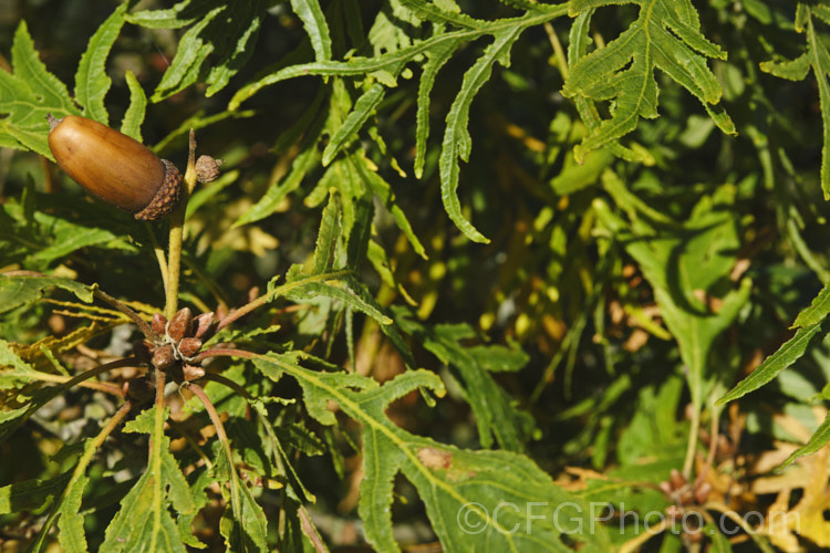 Cutleaf Oak (<i>Quercus robur 'Filicifolia' [syn 'Asplenifolia']), a cultivar of the English Oak in which the leaf lobes are very narrow and extend almost to the midrib, broadening at the base 'Pectinata' is a similar cultivar