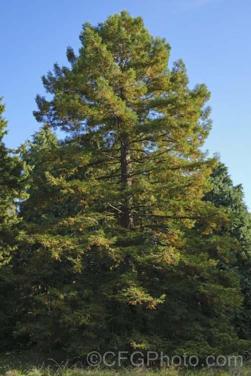 California. Redwood or Coast. Redwood (<i>Sequoia sempervirens</i>), generally regarded as the world's tallest tree, this conifer from the western United States can grow to over 100m tall sequoia-2494htm'>Sequoia. Order: Pinales, Family: Cupressaceae Order: Pinales</a>