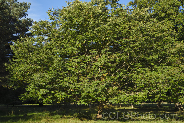 Chinese Elm or Lacebark (<i>Ulmus parvifolia</i>), a small-leafed elm for. China, Korea and Japan. It is semi-evergreen, has attractive flaking bark and grows to around 25m high. Tiny autumn-borne flowers are followed by conspicuous green samara that brown as they ripen. Order: Rosales, Family: Ulmaceae Order: Rosales, Family: Rosaceae