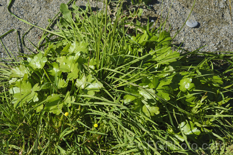 Overwintering foliage of the Celery-leaved Buttercup or Cursed. Crowfoot (<i>Ranunculus scleratus</i>) among grass at the edge of a pond. This upright, 30-50cm tall, summer-flowering annual with foliage and stems that resemble celery, which sometimes leads people to eat it, which is a serious error, as it is toxic and will also cause blistering of the lips and mouth. Originally native to Eurasia and Africa, it is now a widespread weed, preferring damp soil. Order: Ranunculales, Family: Ranunculaceae Order: Ranunculales</a>