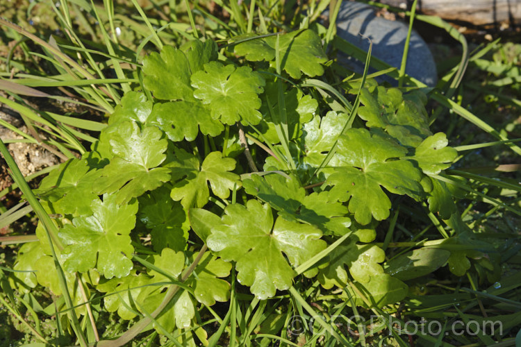 Overwintering foliage of the Celery-leaved Buttercup or Cursed. Crowfoot (<i>Ranunculus scleratus</i>) among grass at the edge of a pond. This upright, 30-50cm tall, summer-flowering annual with foliage and stems that resemble celery, which sometimes leads people to eat it, which is a serious error, as it is toxic and will also cause blistering of the lips and mouth. Originally native to Eurasia and Africa, it is now a widespread weed, preferring damp soil. Order: Ranunculales, Family: Ranunculaceae Order: Ranunculales</a>