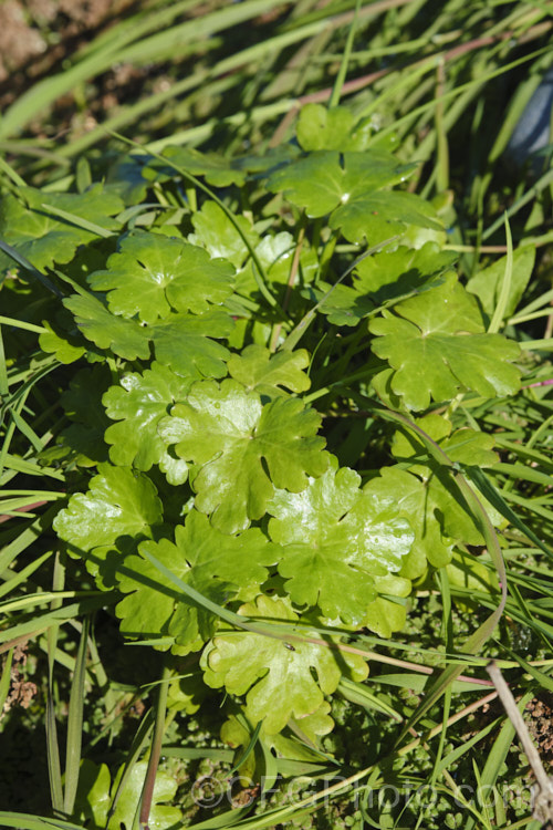 Overwintering foliage of the Celery-leaved Buttercup or Cursed. Crowfoot (<i>Ranunculus scleratus</i>) among grass at the edge of a pond. This upright, 30-50cm tall, summer-flowering annual with foliage and stems that resemble celery, which sometimes leads people to eat it, which is a serious error, as it is toxic and will also cause blistering of the lips and mouth. Originally native to Eurasia and Africa, it is now a widespread weed, preferring damp soil. Order: Ranunculales, Family: Ranunculaceae Order: Ranunculales</a>