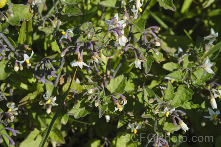 Flowers of Velvety Nightshade (<i>Solanum chenopodioides</i>), a sprawling perennial or subshrub native to southern Africa, southern North America and South America. It is similar to Solanum nigrum and considered a weed