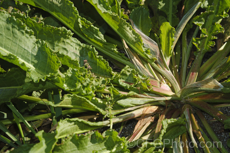 Centre of the foliage rosette of Curled Dock (<i>Rumex crispus</i>), a perennial weed, originally of European origin, that is now widely distributed. Its strong, deep taproots make it difficult to remove by hand. The leaf veins and flower stems are often red-tinted. Curled Dock has narrower leaves than those of Rumex obtusifolius</i>) and the edges are twisted. It also tends to grow in damper places and can be semi-aquatic. Order: Caryophyllales, Family: Polygonaceae Order: Caryophyllales</a>