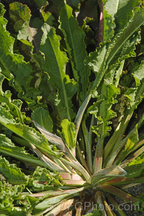 Centre of the foliage rosette of Curled Dock (<i>Rumex crispus</i>), a perennial weed, originally of European origin, that is now widely distributed. Its strong, deep taproots make it difficult to remove by hand. The leaf veins and flower stems are often red-tinted. Curled Dock has narrower leaves than those of Rumex obtusifolius</i>) and the edges are twisted. It also tends to grow in damper places and can be semi-aquatic. Order: Caryophyllales, Family: Polygonaceae Order: Caryophyllales</a>