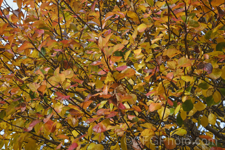 Autumn foliage of the Whitebeam (<i>Sorbus aria</i>), a deciduous tree from the mountains of Europe. The white spring flowers are followed by 10-12 mm diameter, orange-red fruit that matures from early autumn. sorbus-2143htm'>Sorbus. Order: Rosales, Family: Rosaceae