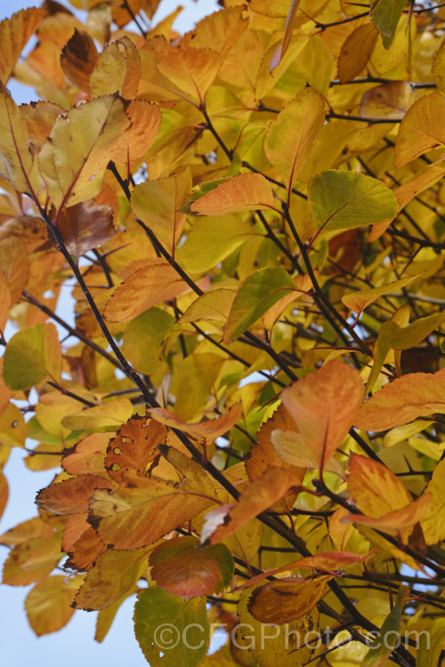 Autumn foliage of the Whitebeam (<i>Sorbus aria</i>), a deciduous tree from the mountains of Europe. The white spring flowers are followed by 10-12 mm diameter, orange-red fruit that matures from early autumn. sorbus-2143htm'>Sorbus. Order: Rosales, Family: Rosaceae